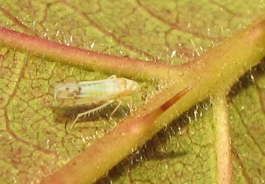 Ribautiana tenerrima (Cicadomorpha - Cicadellidae)